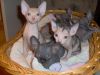 Pure Sphynx Kittens Available