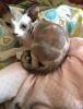 Adorable intact sphynx kitten/ Trade?