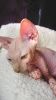 Friendly domestic Sphynx kittens for Sale