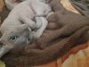 for sale male and female Sphynx