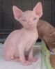 Sphynx kittens California and beyond