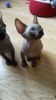 Young Sphynx Cats Needs New Home
