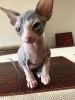 Sphynx Kitten Ready For New Family Now
