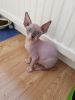 Male And Female Sphynx Kittens For Sale