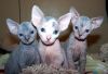 Healthy male and female Sphynx kittens Seeking new homes(xxx) xxx-xxx2