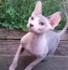 M/F Sphynx Kittens ready now for any good home