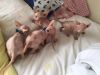 Gorgeous Sphynx Kittens for sale