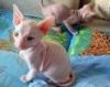 Sphynx kittens ready to go to there new homes.