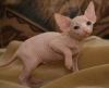 Cute Sphynx kittens read to go home