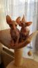 Talented Sphynx Kittens