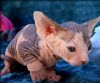 Canadian Sphynx Kitten with Program of colored odd eyes available