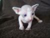 Adorable Sphynx kittens available