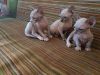 Phynx Kittens For Re-homing