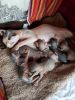 Canadian Sphynx Kittens Ready In March(xxx) xxx-xxx2