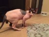 Sphynx male with breeding rights for sale
