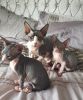 Sphynx Kittens for new homes