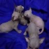 sphynx kittens for adoption