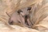 Red and White Male and Female Sphynx Kitten