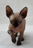 Sphynx Seal Point Male and Female available