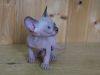 Friendly Purebred Canadian Sphynx Kittens