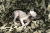 Adorable Male and Female Sphynx Kittens