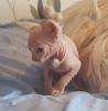 Beautiful Sphynx kittens, 1 boy and 2 girls available