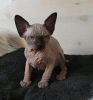 Beautiful Sphynx Kittens Available Now