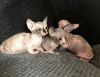 Beautiful Canadian Sphynx Kittens Available