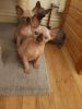 Affectionate Male and Female Sphynx Kittens
