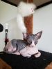 Sphynx calico girl available. Chicago