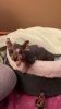 Sphynx kittens available here