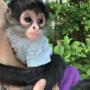 Female Spider Monkey For Sale