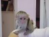 cute capuchin monkeys(xxx)xxx-xxxx
