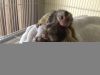 Healthy Marmoset Monkeys