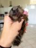 Common Marmosets available for immediate pickup. They are 11 weeks old