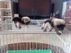 Marmoset monkeys for adoption