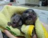 REAL MARMOSET MONKEYS FOR rE-HOME WITH A FREE CAGE-FEE