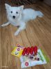 I have a cute little Spitz puppy Named -JoJo he is 10 months old now