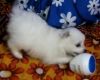Snow white Spitz Puppies. playful and Healthy