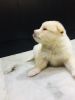 40 days old german spitz puppy