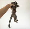 Tamed Capuchin & Marmoset Monkey for sale