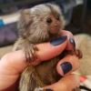 Marmosets baby monkeys for sale
