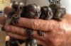 Marmosets baby monkeys for sale contact for rehoming fee