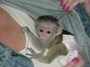 Cute Male And Female Baby Capuchin Monkeys