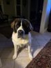 Gregarious 1 Year Old St. Bernard for Sale
