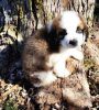 Stunning Saint Bernard Puppies For Sale