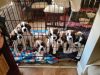 St. Bernard Puppies for sale Medina, Ohio