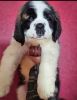 Saint Bernard puppies for sale
