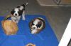Top Quality Registered Saint Bernard Puppies