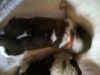 St.bernard Pups, Health Tested Parents
